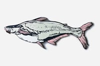 Shark Catfish