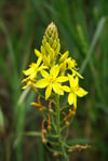 Bulbine bulbosa - Bulbine Lily