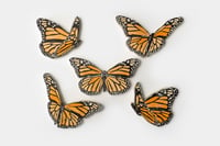 Image 1 of Set of 5 Migrating Monarchs