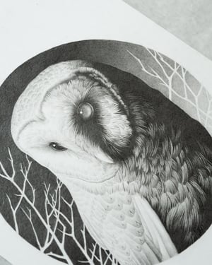 Image of Barn Owl Original