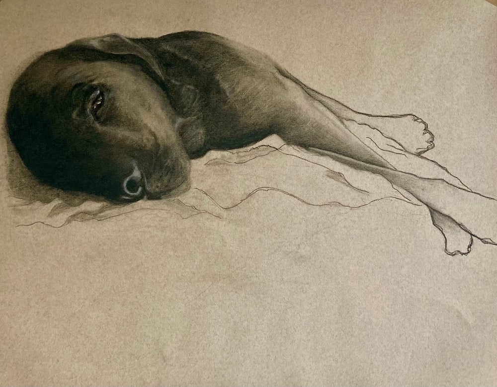 Image of Resting Dog