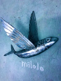 Image 2 of Malolo Flying Fish - Small Straight Wing