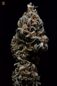 Image 2 of Buckeye hooligan