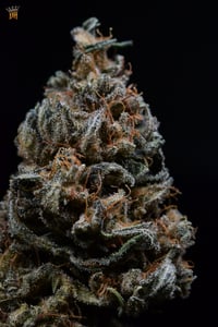 Image 3 of Buckeye hooligan