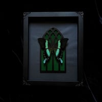 Gothic Arch - Papilio Blumei Peacock Swallowtail Butterfly