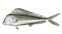 Image 2 of Mahi-mahi - Dolphin Fish