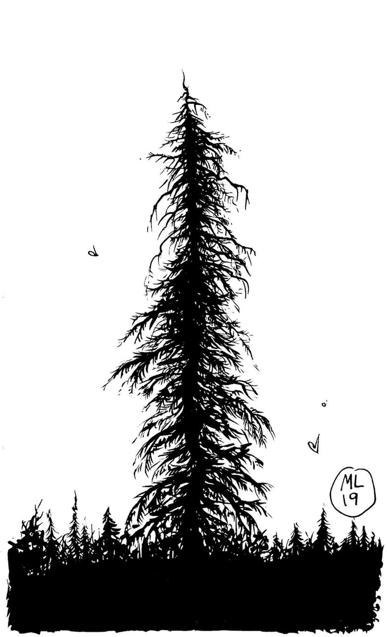 Image of Lone Pine - Art Print