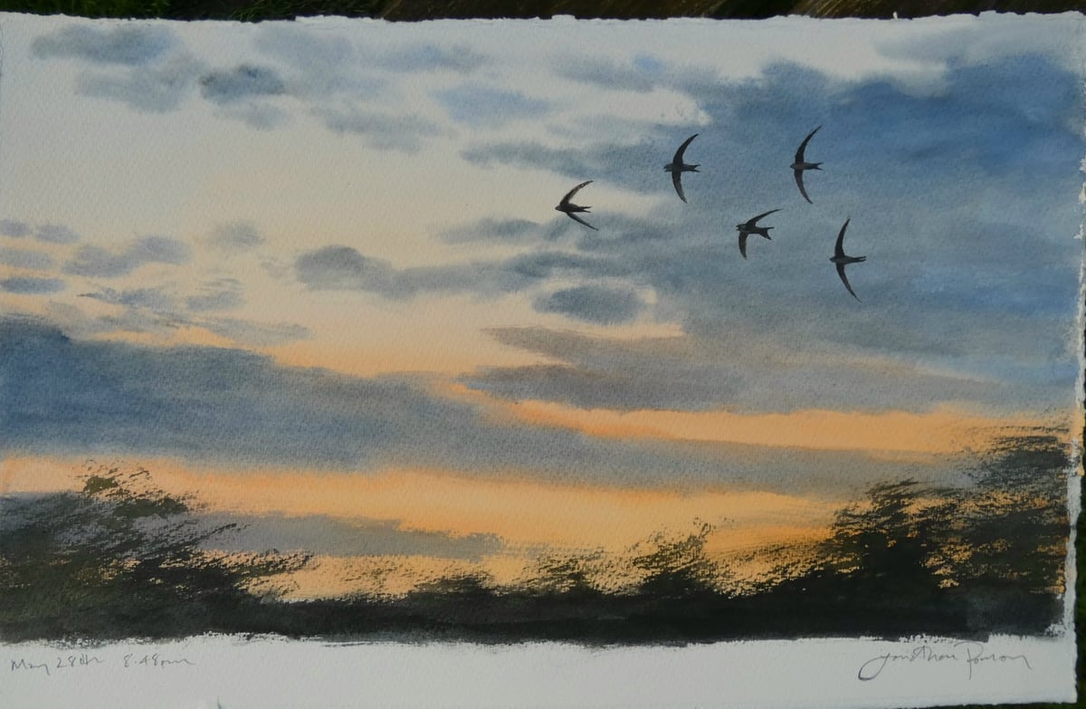 Image of Five swifts at sunset, May 28th