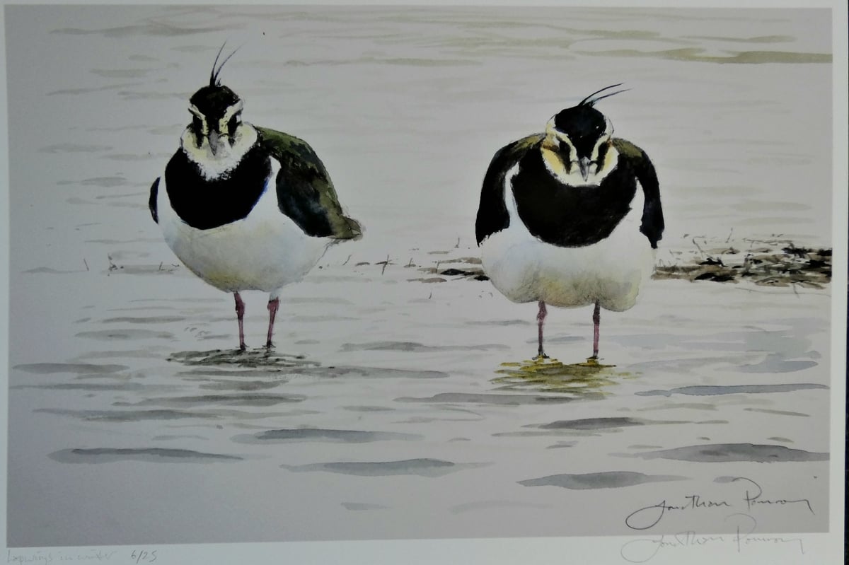 Image of Lapwing pair on dull winter day