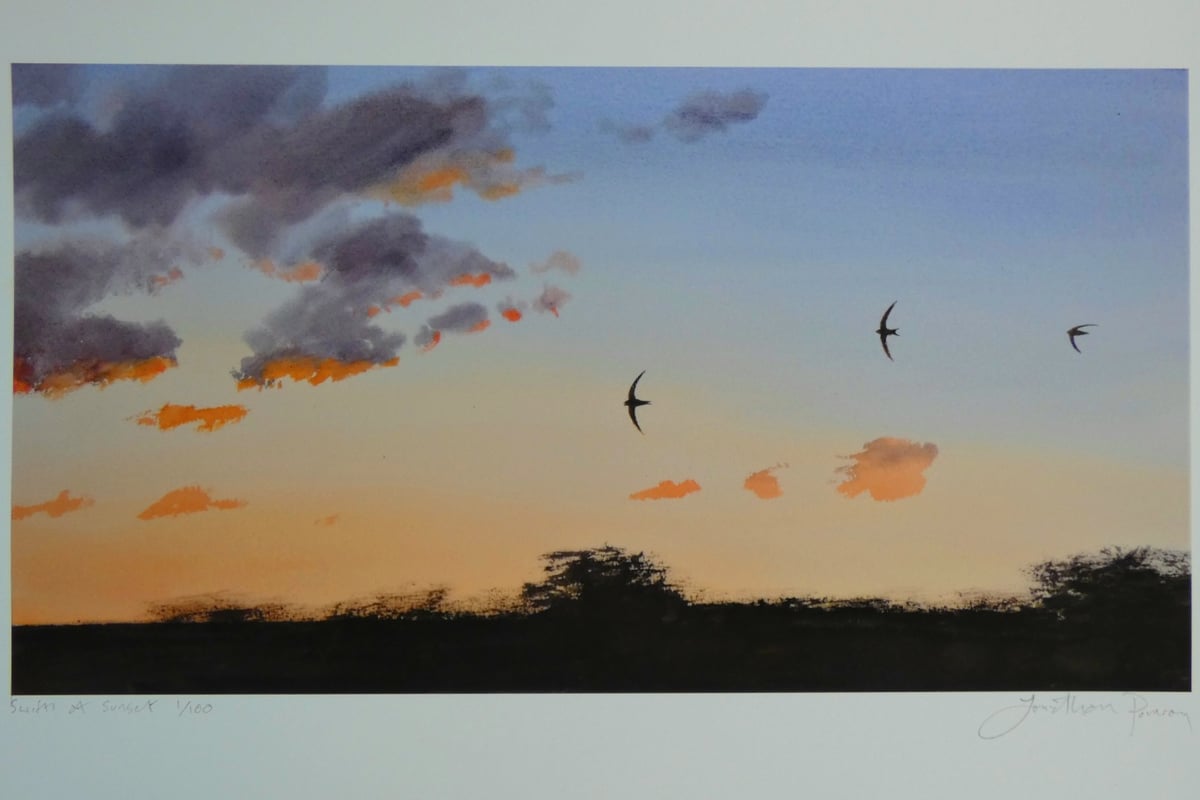 Image of NEW Swifts at sunset