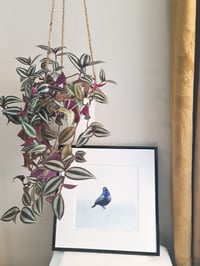 Image 3 of PALESTINSK SOLFUGL - Limited prints - Donasjons-kunst