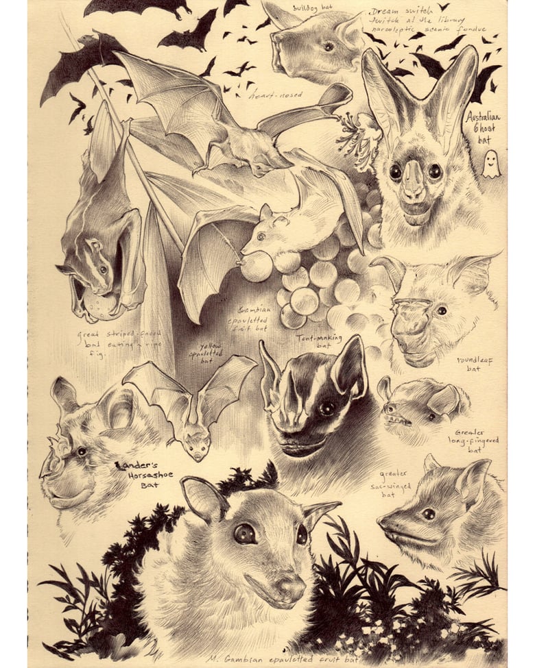 Image of "Bat studies"