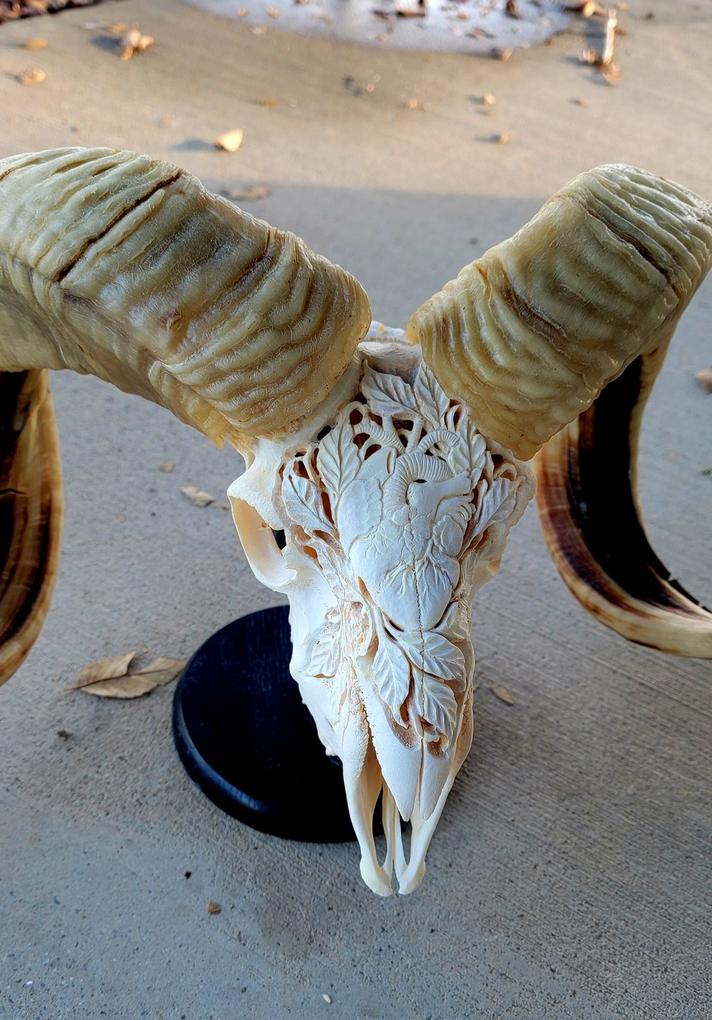 'Heart Blossom' carved ram skull 25.5"