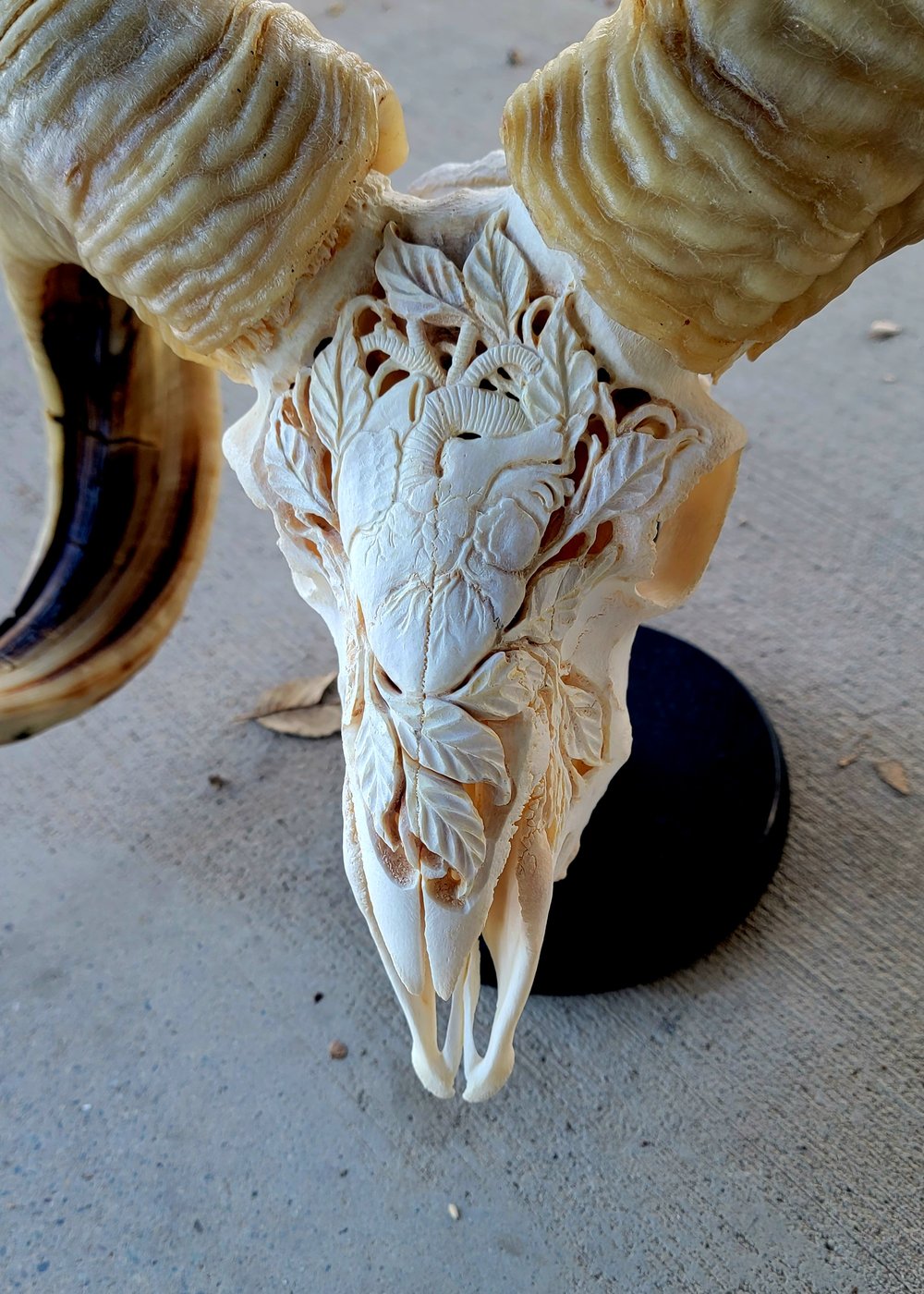 'Heart Blossom' carved ram skull 25.5"