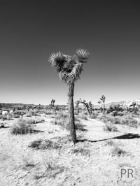 Desert Solitude: A Joshua Tree Photograph