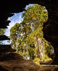 Majestic Monolith: The Sequoia Tree in a Sequoia Tree