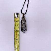 Image 3 of Hand Wrapped Orthoceras
