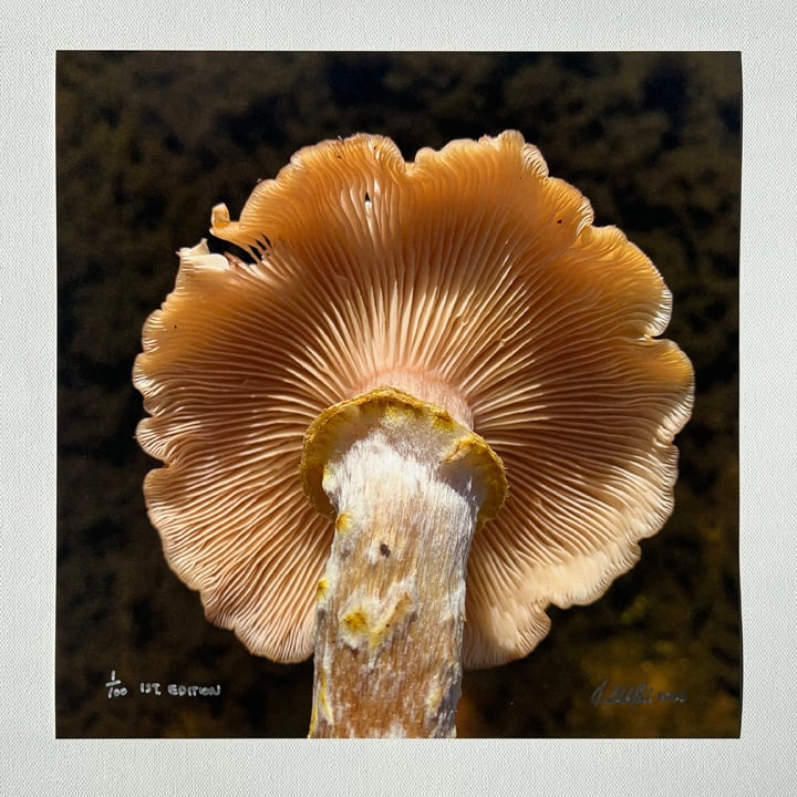 Mushroom 12" x 12" archival print 