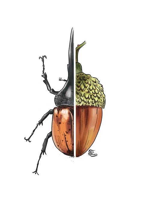 Acorn & Hercules beetle