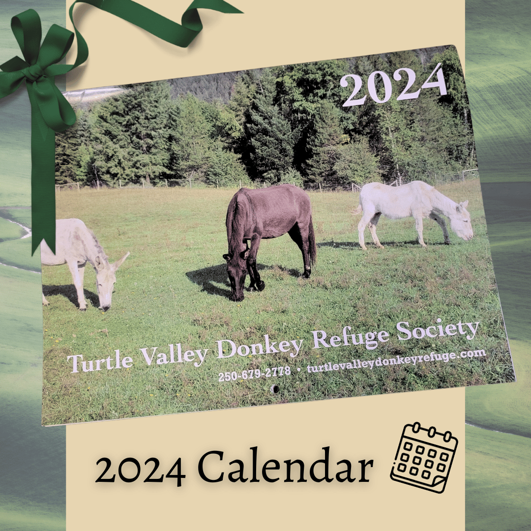 2024 Donkey Calendar Turtle Valley Donkey Refuge