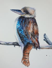 Image 2 of Laughing Kookaburra