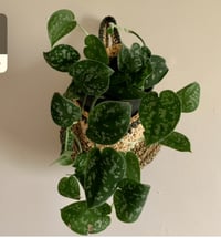 Image 4 of Hanging Crochet Plant Holder, Handmade  