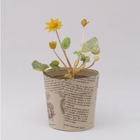 Image 3 of Jennifer Collier: Everlasting Plants in Paper Pots and Paper Watering Cans 