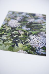 Image 3 of VIBERNUM - GICLÉE PRINT