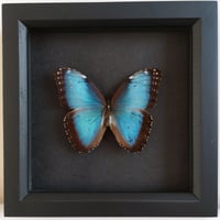 Framed - Peleides Blue Morpho Butterfly