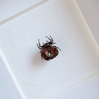 Image 2 of Framed - Miniature Crab Spider