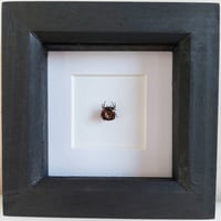 Image 1 of Framed - Miniature Crab Spider