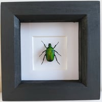 Framed - Green Flower Beetle