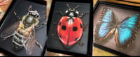 Save $100! Set of 3 Originals! Chalk Art Bug Collection