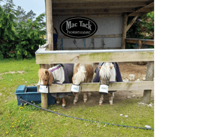 Image of Miniature Horse Face Bucket