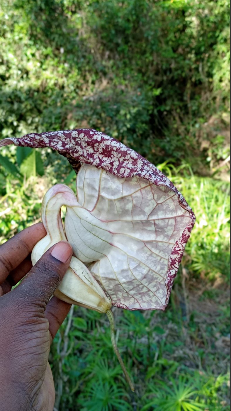 Duck Flower Detox Capsules 
