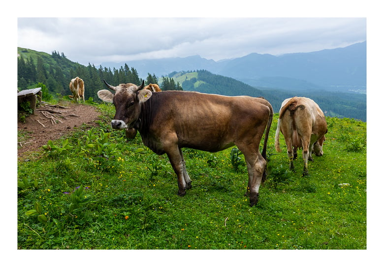 Image of Austria - Gosau Cows