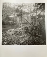 Bamboo leaf / Silver gelatin print