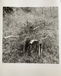 the wheelbarrow / Silver gelatin print