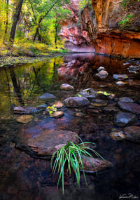 Oak Creek Reflections