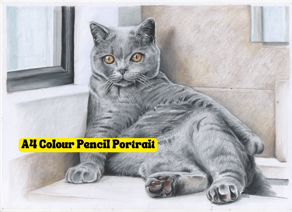 Pet Portrait
