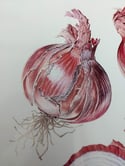 Limited Edition Red Onions Print A3