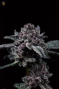 Image 3 of SBC #5
