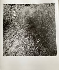 Les herbes / silver gelatin print
