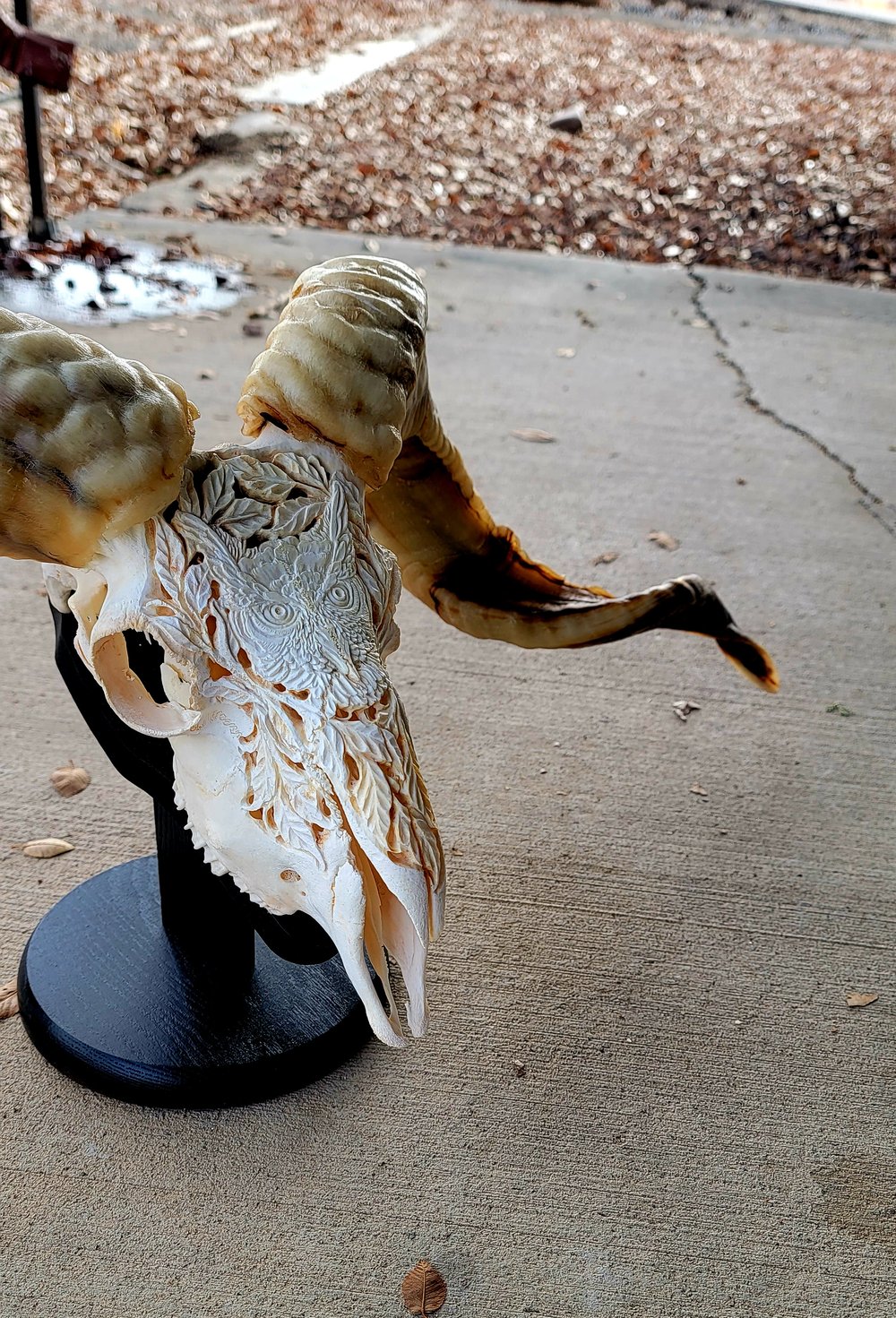 32.5" carved ram skull Owl