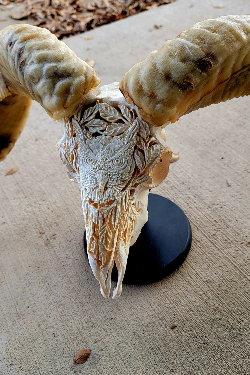 32.5" carved ram skull Owl