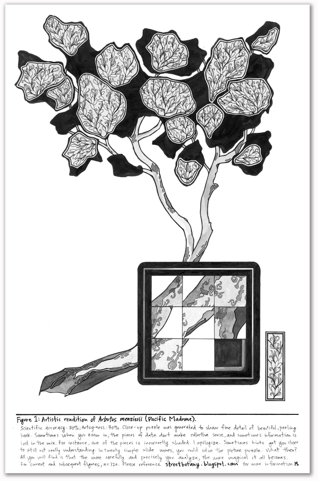 Figure 1: Arbutus Mensiezii Print