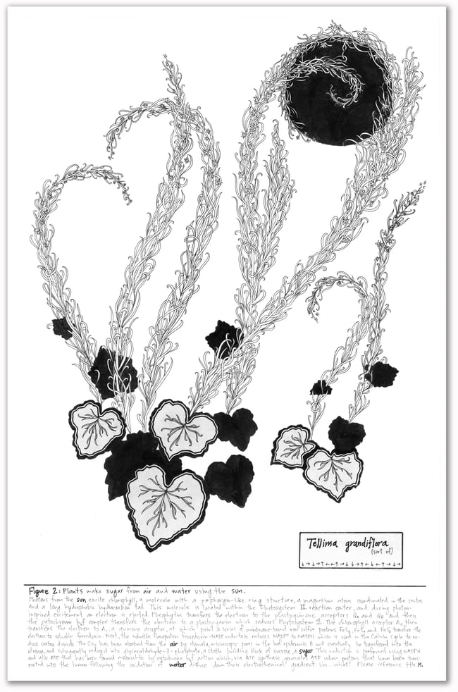 Figure 2: Tellima grandiflora Print