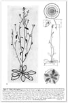Figure 3: Arabidopsis sp Print