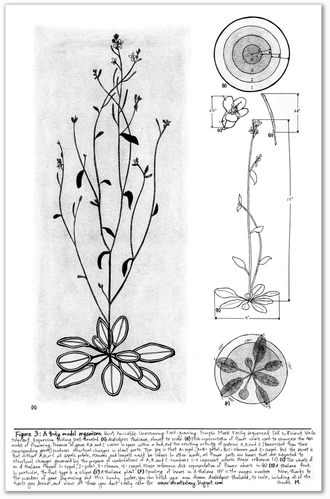 Figure 3: Arabidopsis sp Print