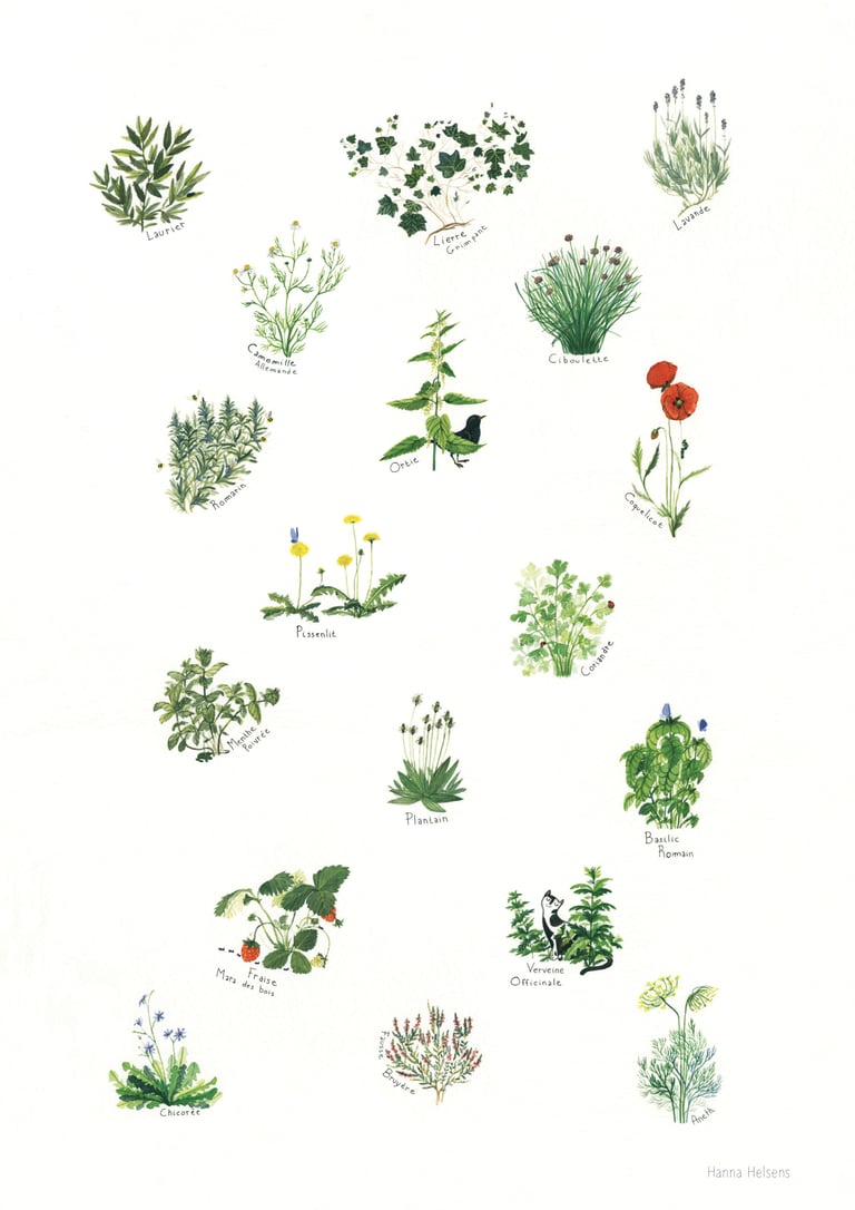 L' herbier (A4)